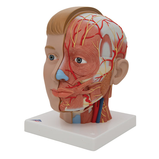 Modell av huvudet med exponerade muskler, kärl och nerver