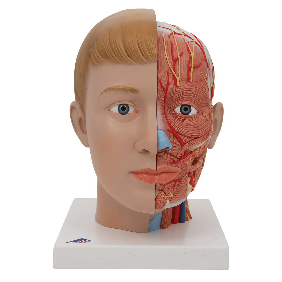 Model of the head with exposed muscles, vessels and nerves