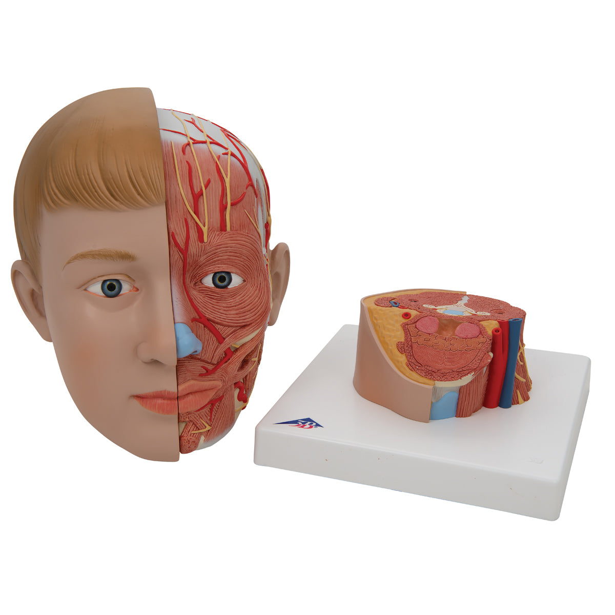 Modell av huvudet med exponerade muskler, kärl och nerver