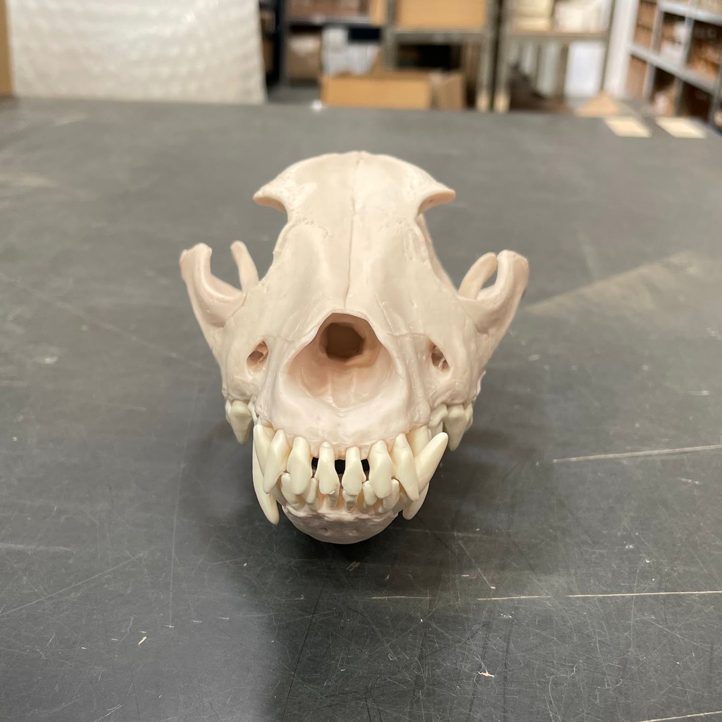 Plastic dog skull