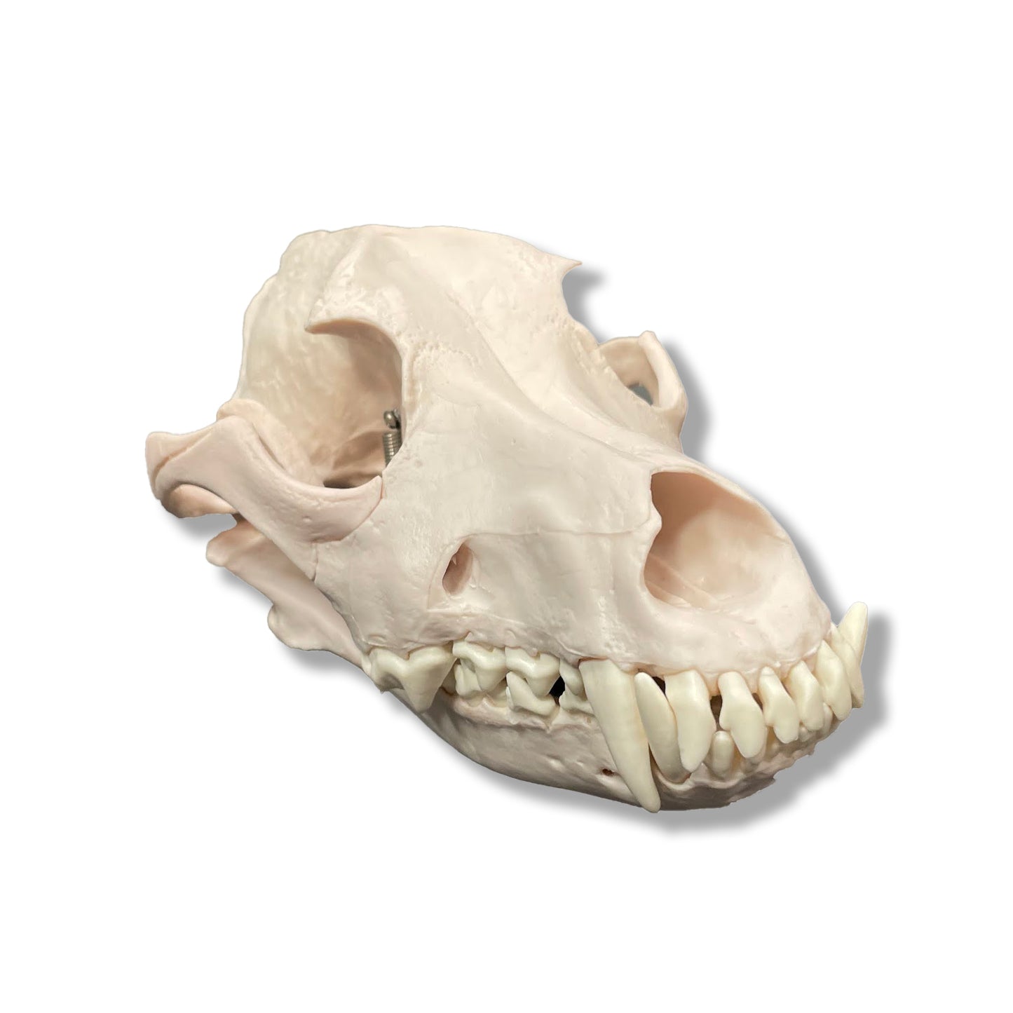 Plastic dog skull