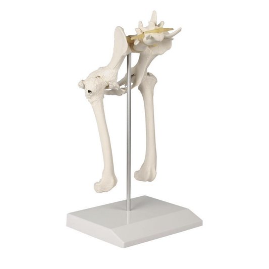 Modell av hundens bäcken med jämförelse av artros och normal benvävnad