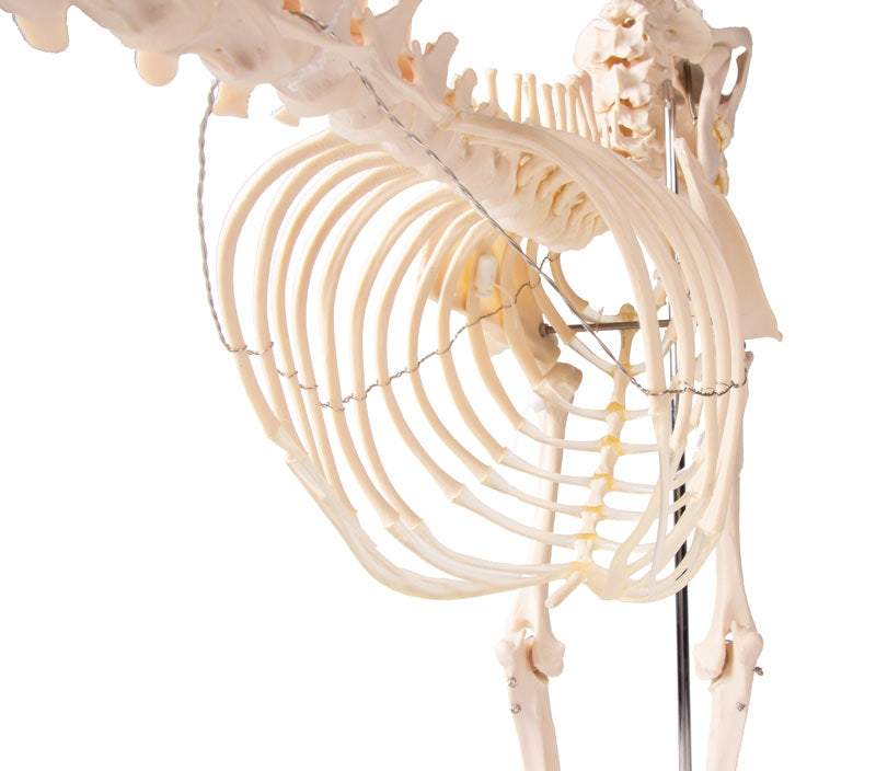 Dog skeleton in plastic and life size presented on a stand