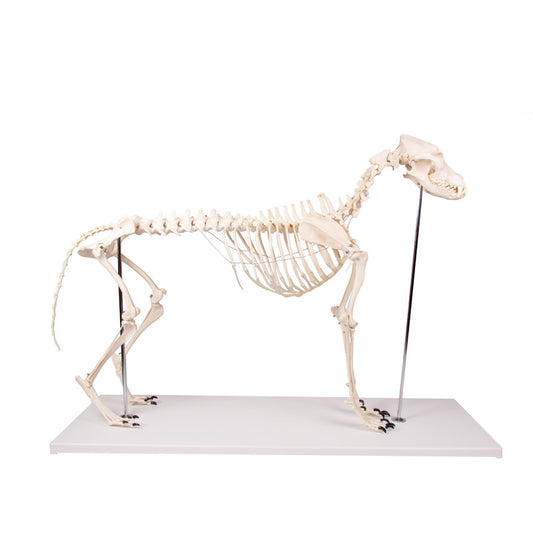 Dog skeleton in plastic and life size presented on a stand