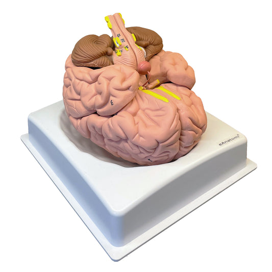 Hjärnmodell i 8 delar på stativ
