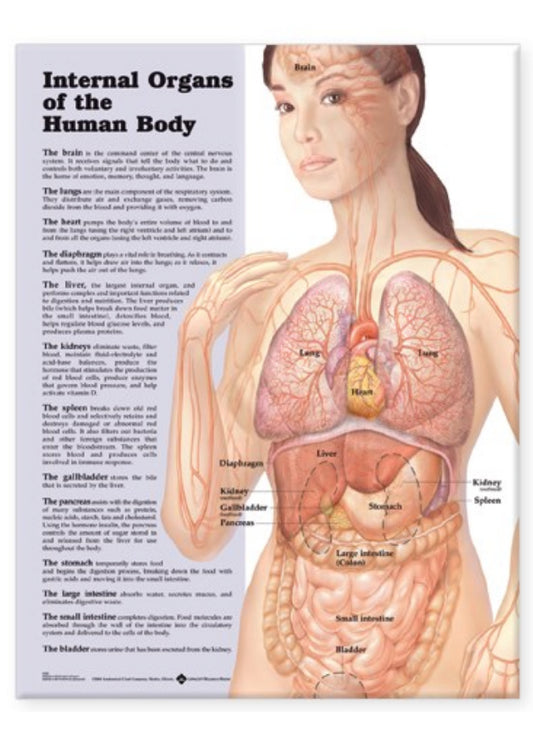 Laminated poster about the internal organs in English