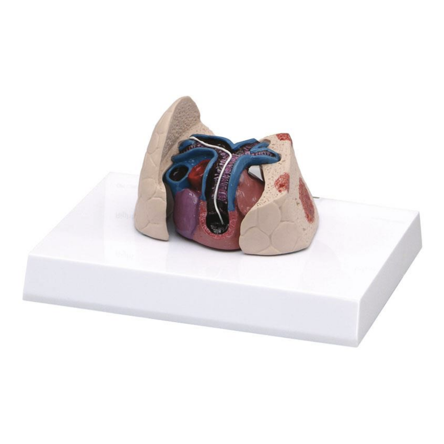 Model of the cat's heart and lungs incl. heartworm and the consequences