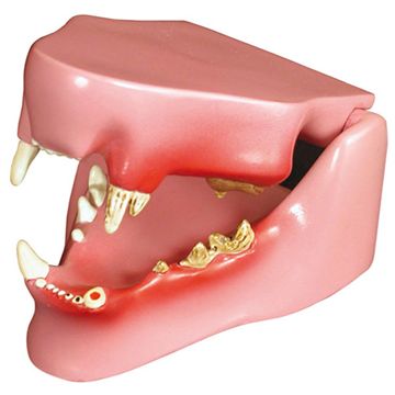 Model af en kattekæbe i naturlig størrelse, som både viser tænderne med og uden lidelser