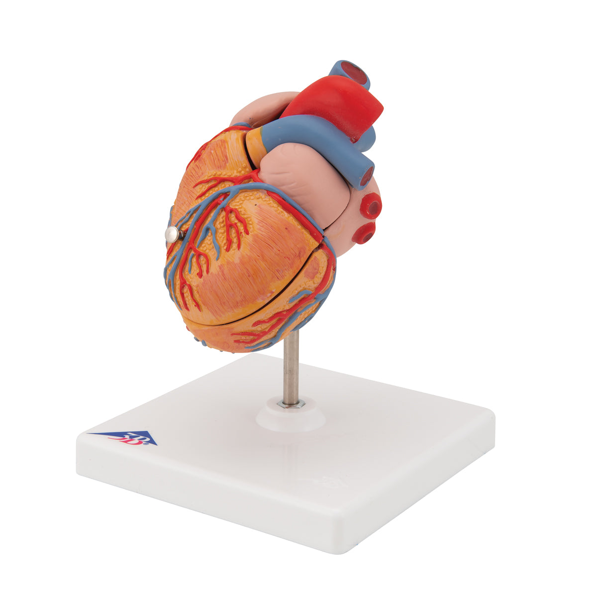 Minskad hjärtmodell med vänsterkammarhypertrofi och stam