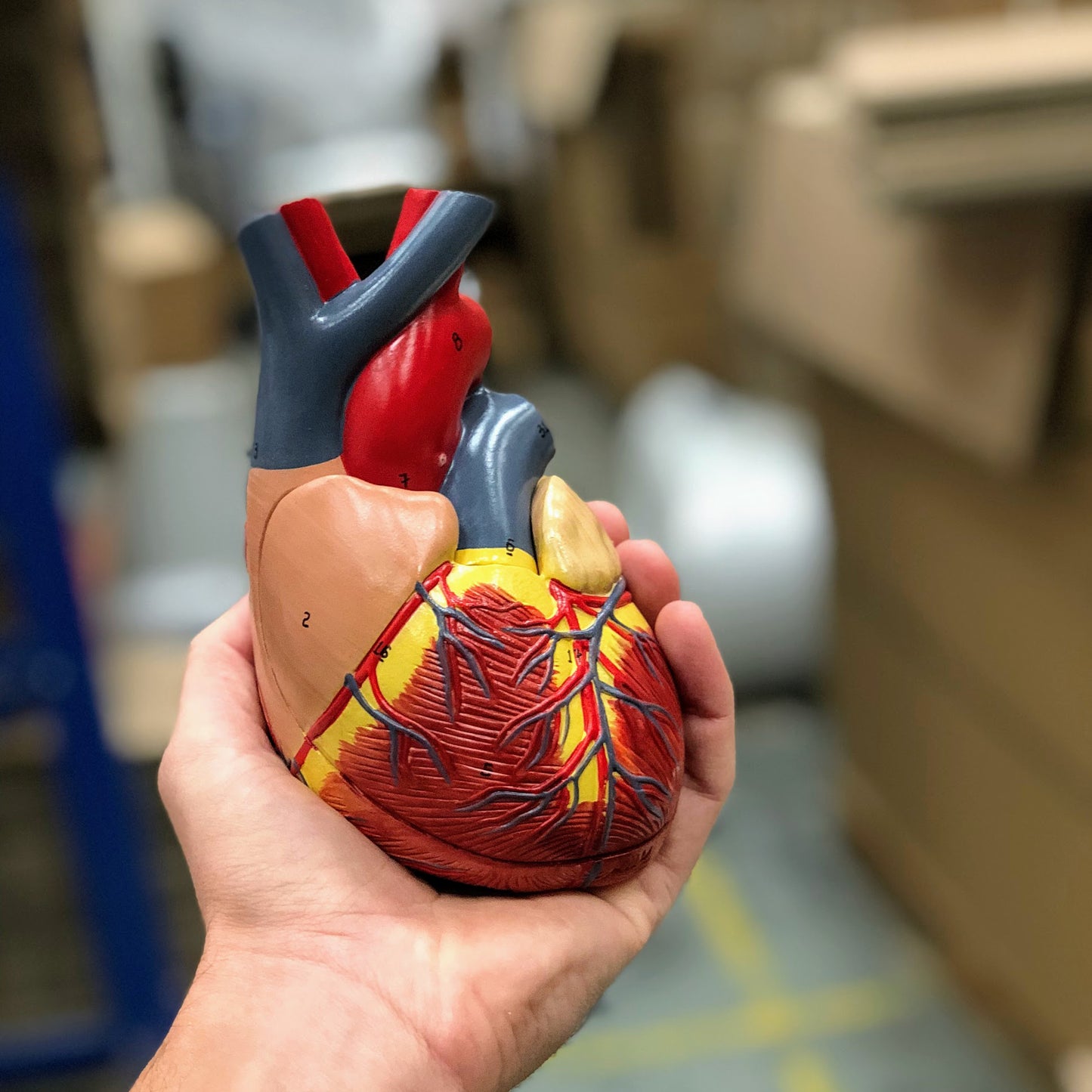 Klassisk hjärtmodell i realistisk storlek