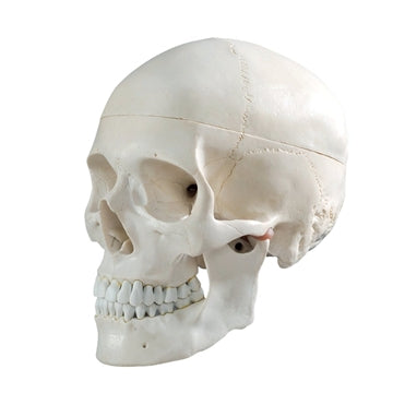 Anatomical skull model in adult size