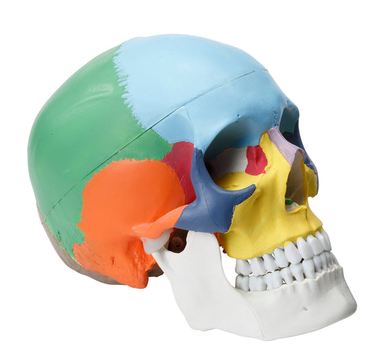 Klassisk kraniemodel med pædagogisk farvede knogler