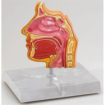 Classic model of the 4 sinuses as well as oral cavity, nasal cavity and pharynx