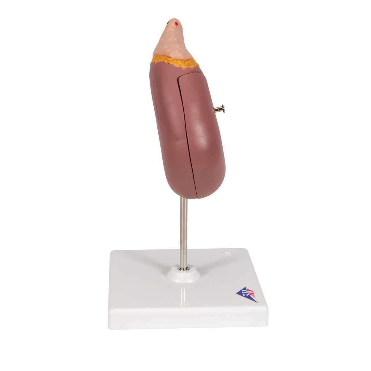 Classic kidney model incl. the adrenal gland where the kidney can be separated into 2 parts