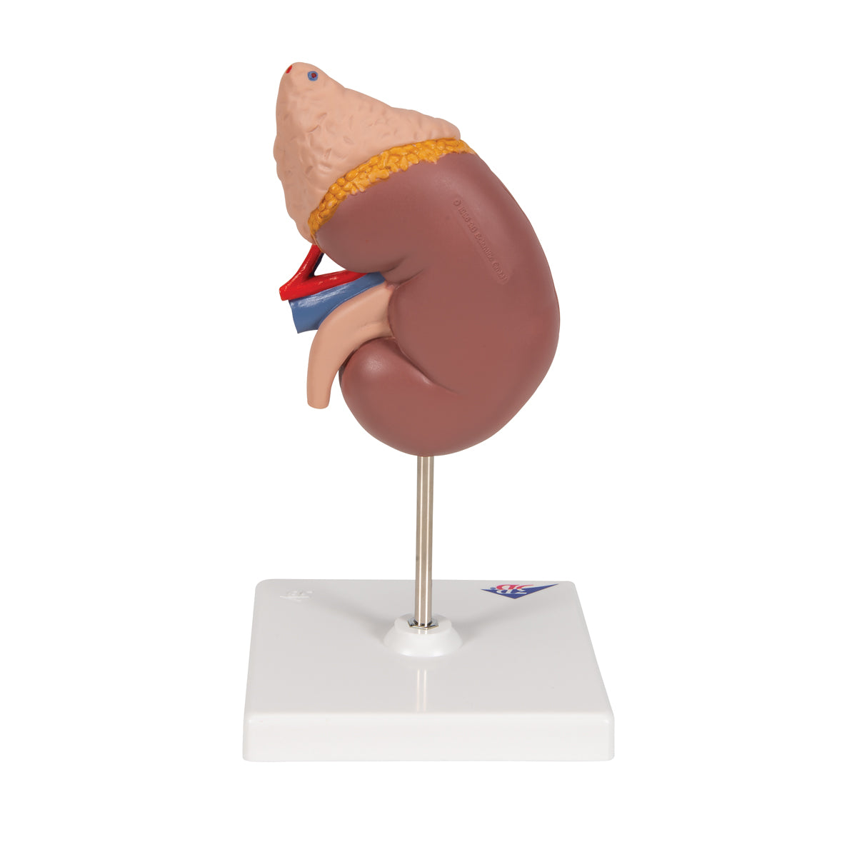 Classic kidney model incl. the adrenal gland where the kidney can be separated into 2 parts
