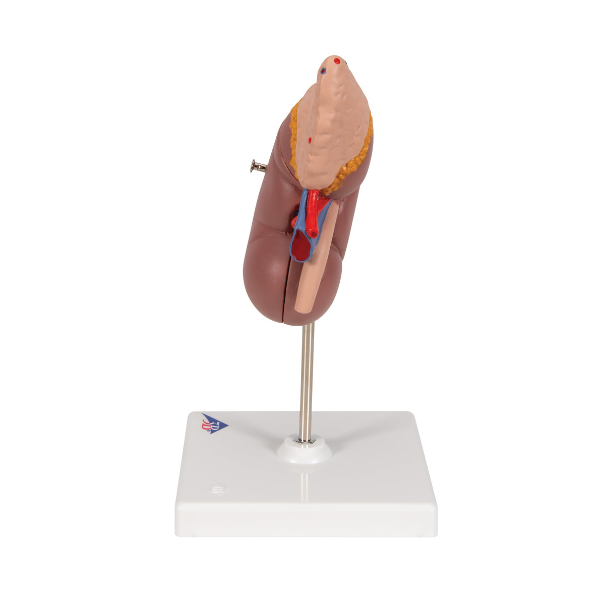 Klassisk njurmodell inkl. binjuren där njuren kan separeras i 2 delar