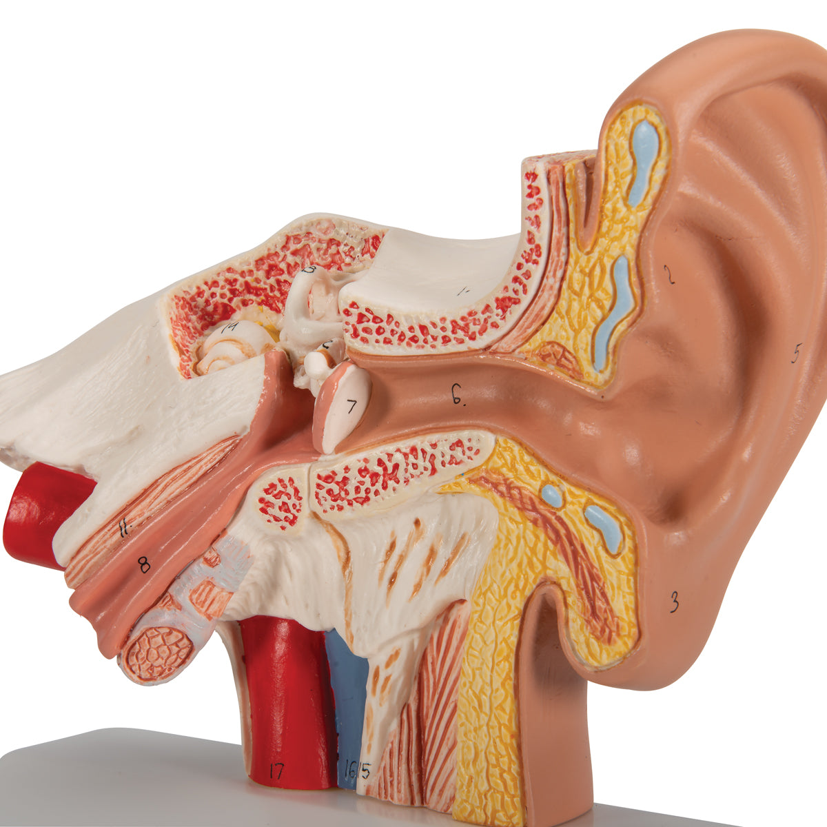 Classic ear model which has been enlarged