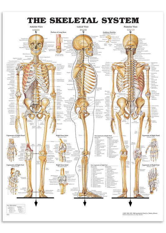 Klassisk skeletplakat som også illustrerer ledbånd (ligamenter) på engelsk