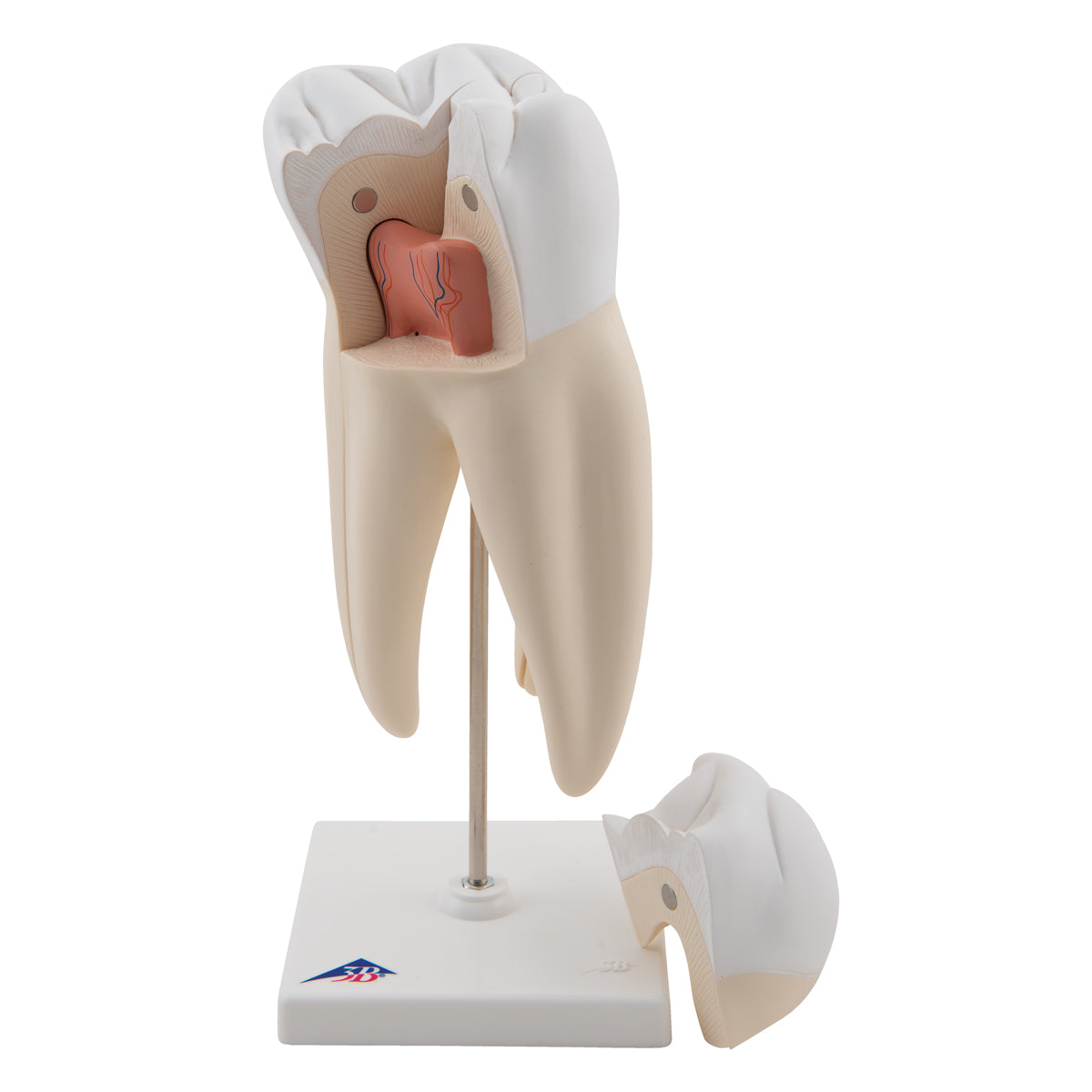 5 förstorade och olika tänder (inkl. karies) presenterade på separata stativ