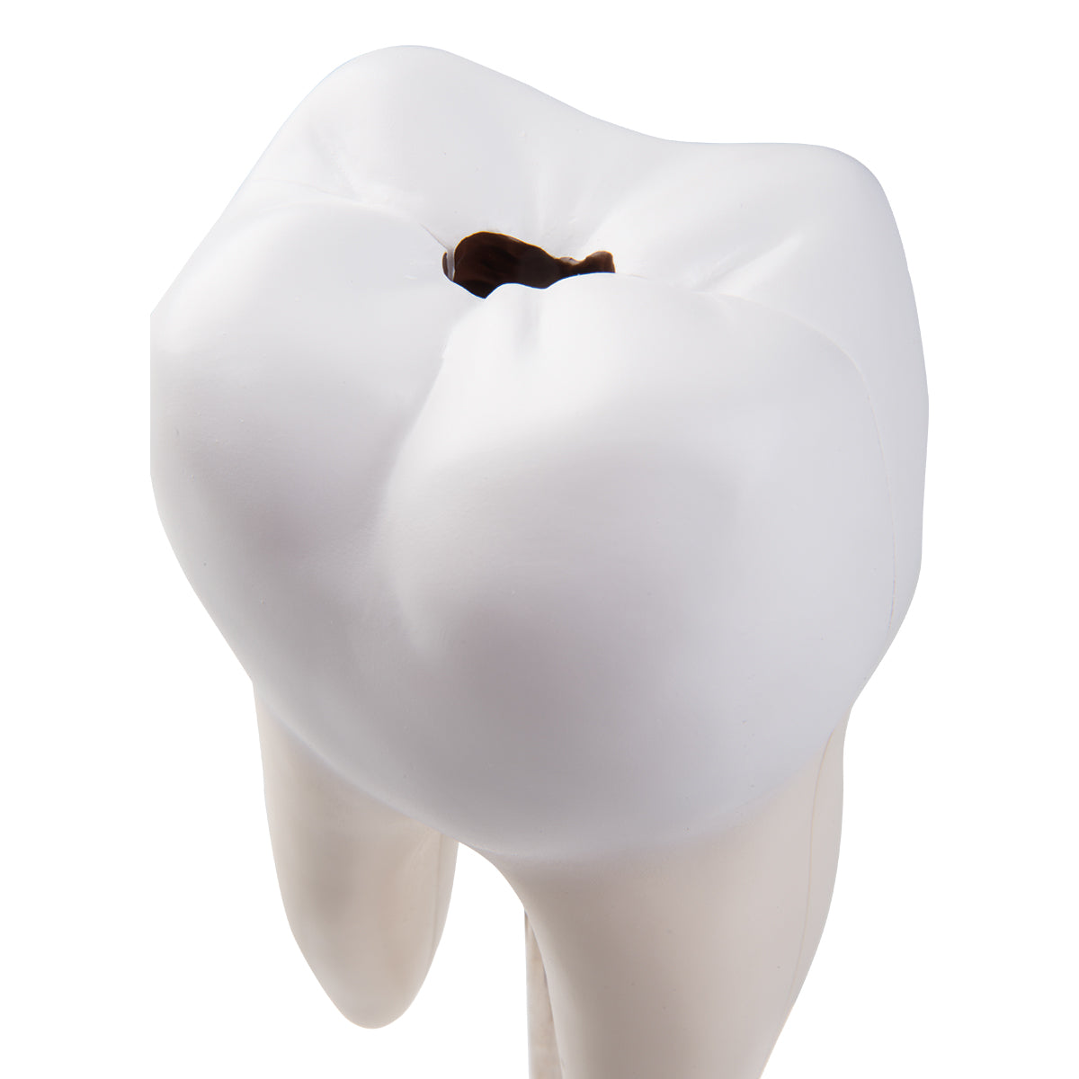 5 forstørrede og forskellige tænder (inkl. caries) præsenteret på hver sin stander