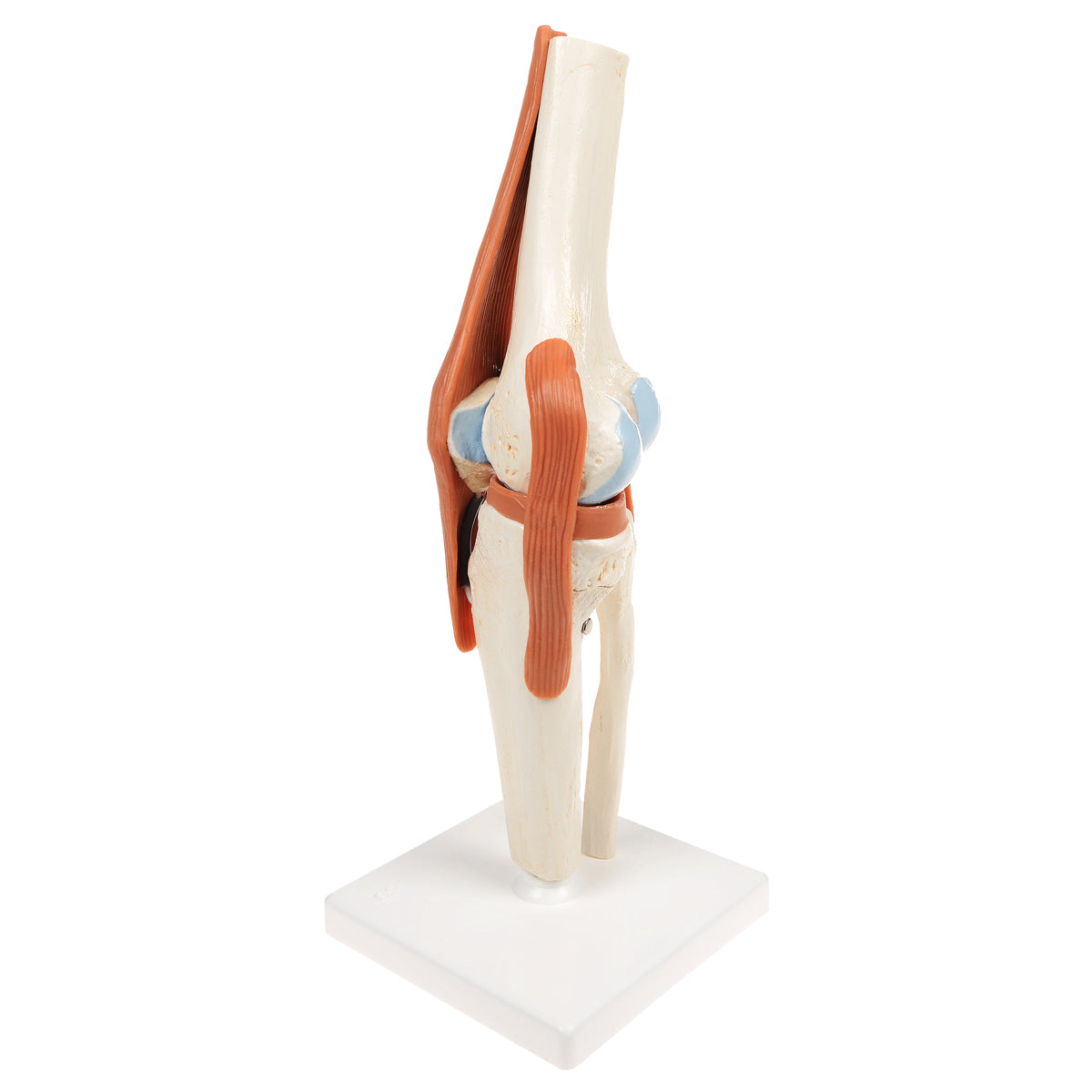 Flexible knee model with ligaments and colored joint surfaces