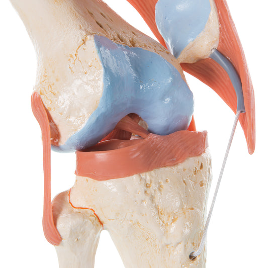 Fleksibel knæmodel med ledbånd og farvede ledflader