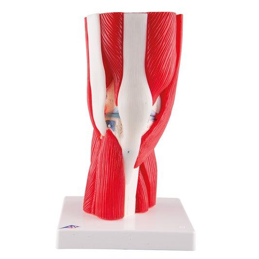 Complete and extremely flexible knee model with ligaments and muscles that can be separated into 12 parts
