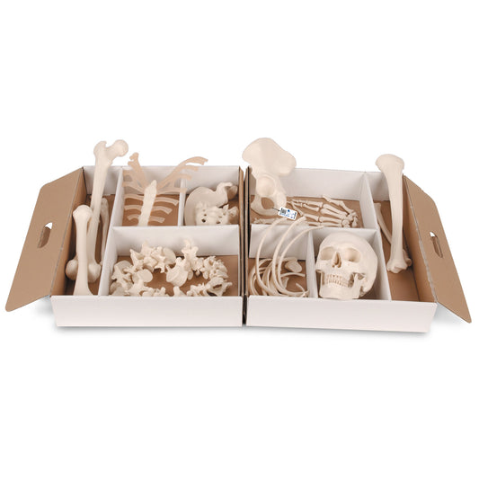 Classic bone set for many purposes. Supplied in a compartmentalized cardboard box with handle 
