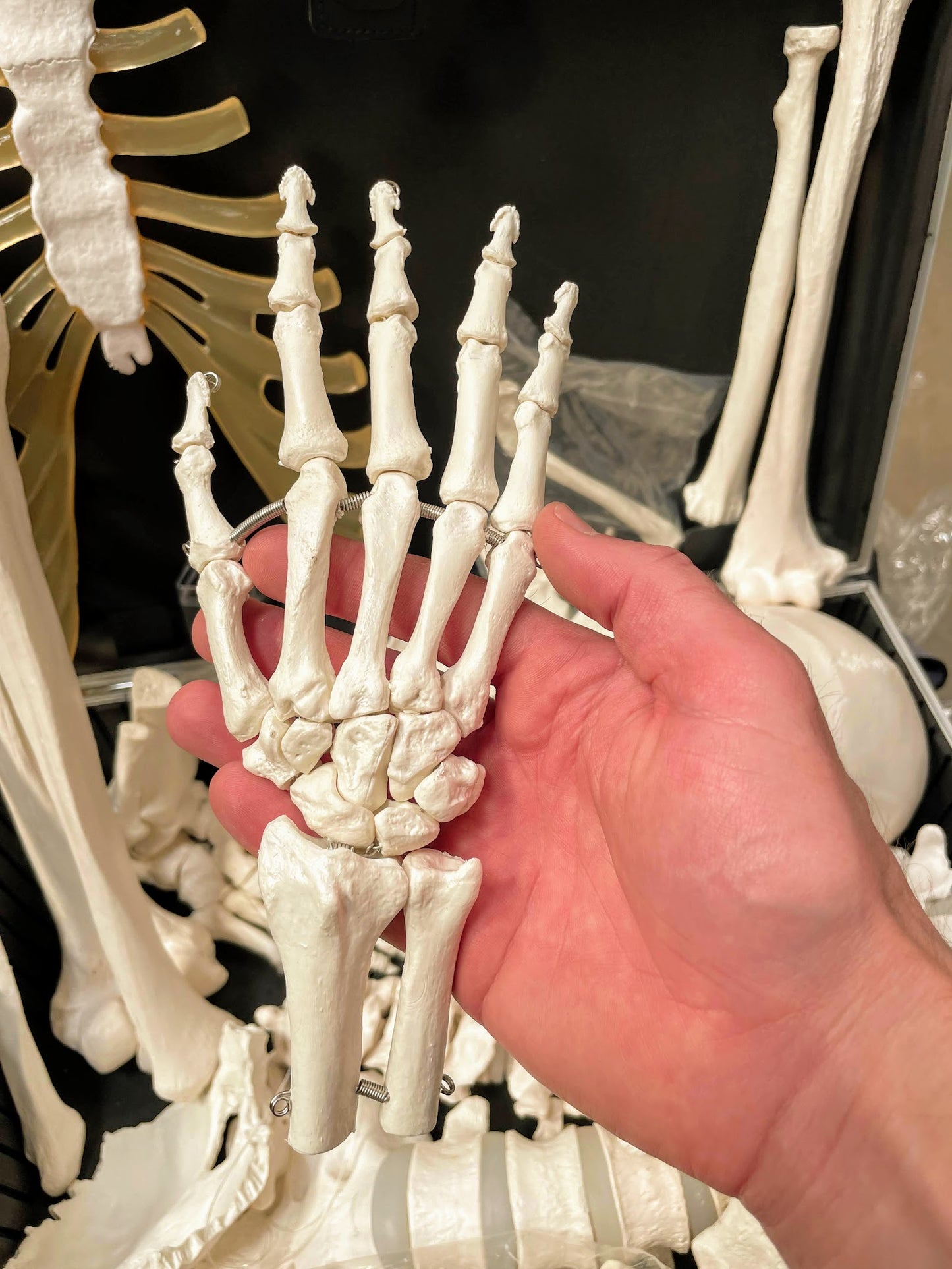 Bone set with very lifelike bones developed for studio use