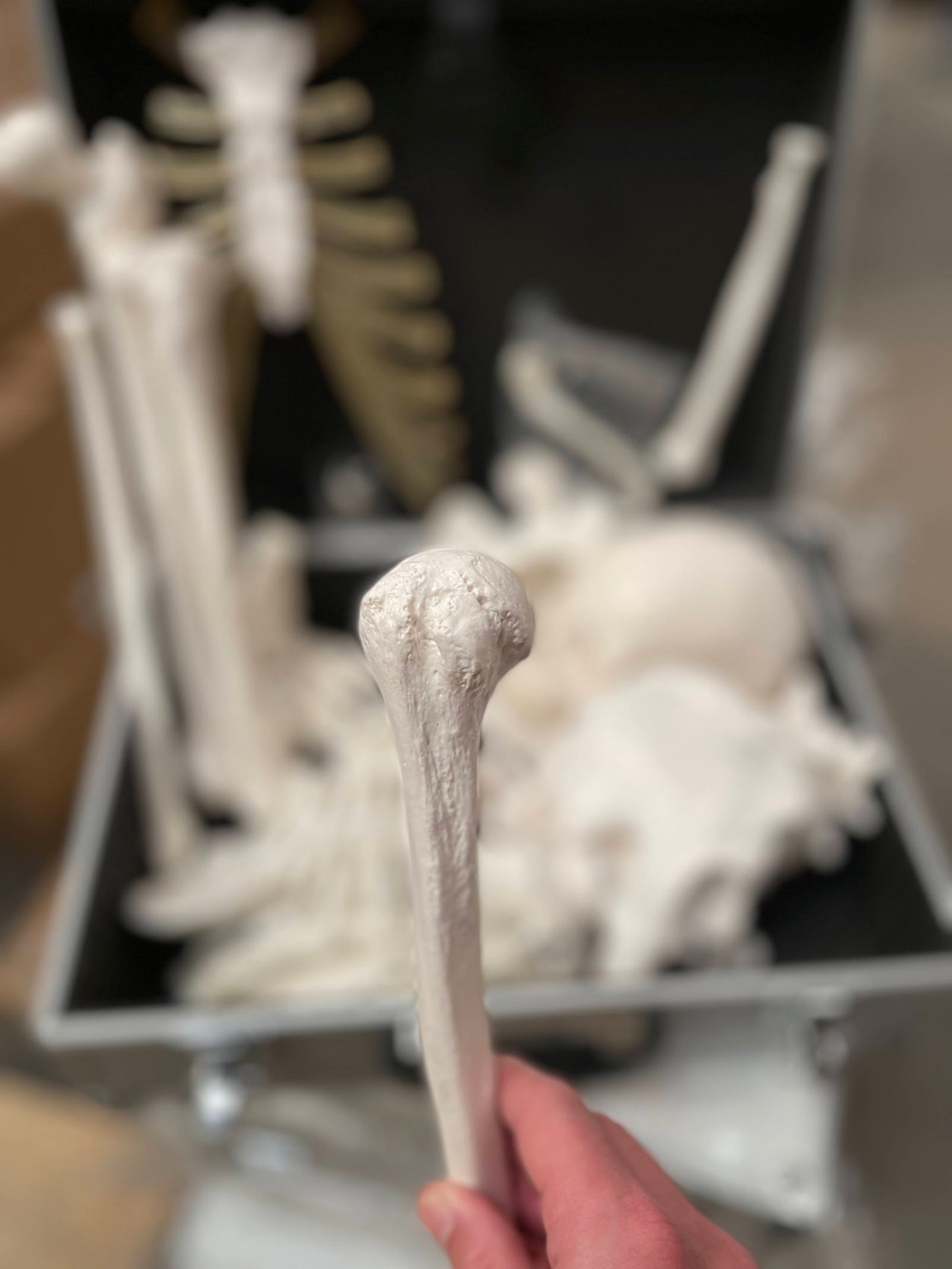 Bone set with very lifelike bones developed for studio use