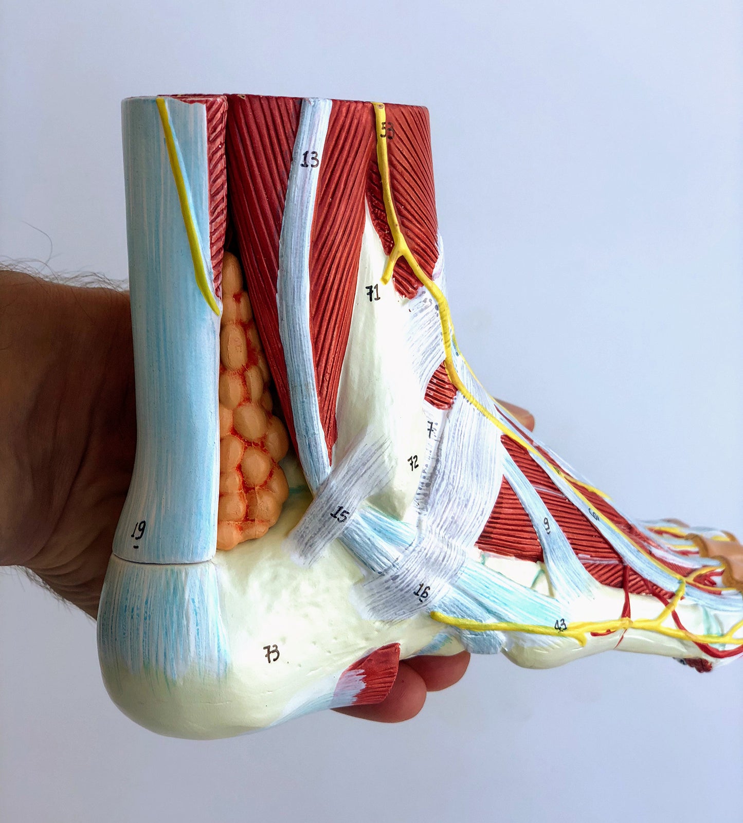 Komplet fodmodel med ledbånd, muskler, kar og nerver - kan adskilles i 9 dele