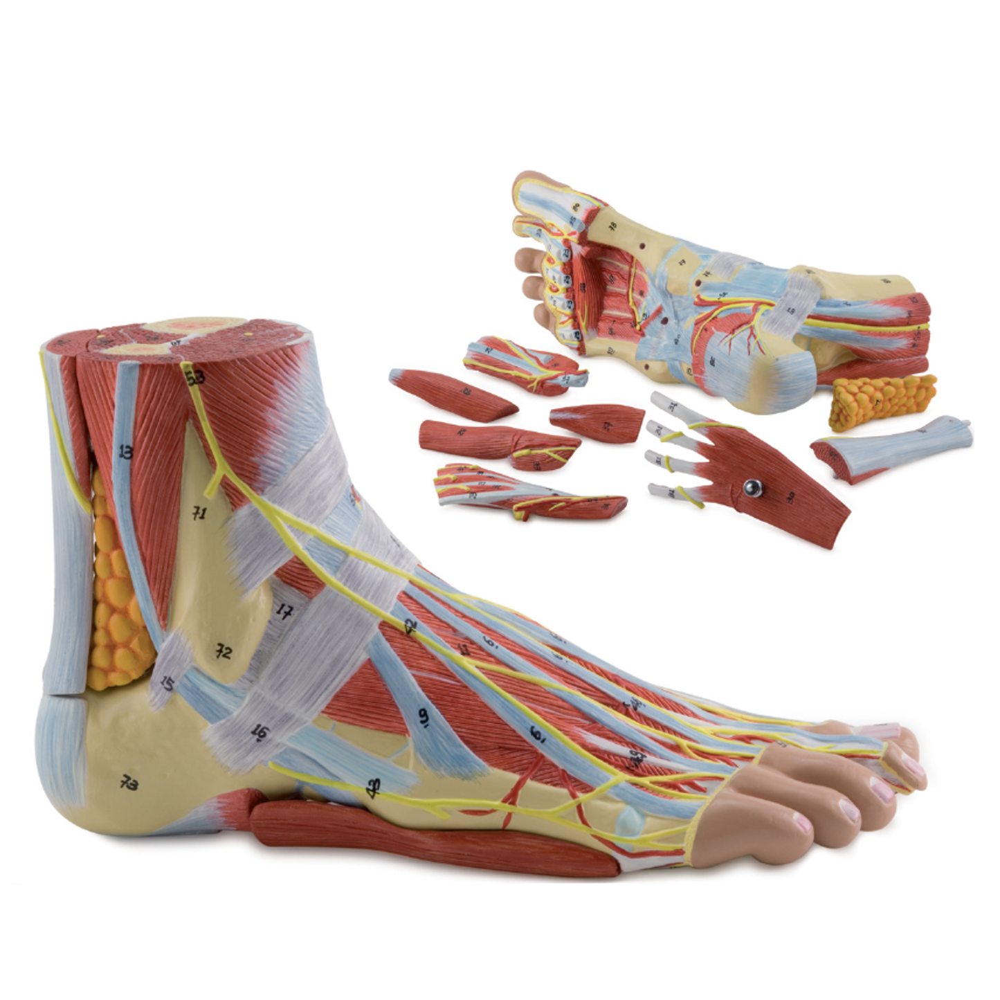 Komplet fodmodel med ledbånd, muskler, kar og nerver - kan adskilles i 9 dele