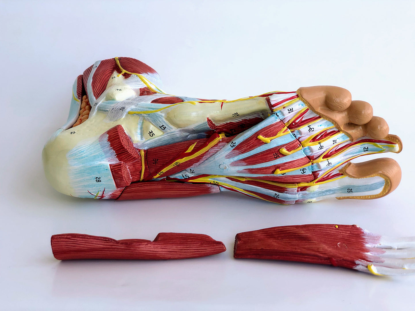 Komplett fotmodell med ligament, muskler, kärl och nerver - kan delas upp i 9 delar