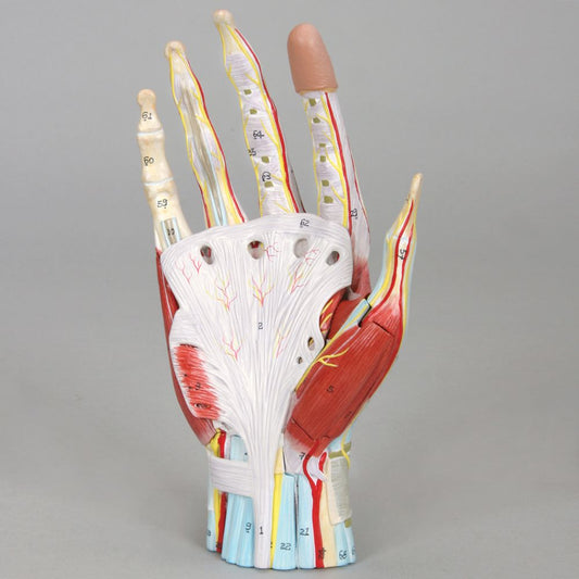 Komplet håndmodel med muskler, sener, kar og nerver - kan adskilles i 7 dele