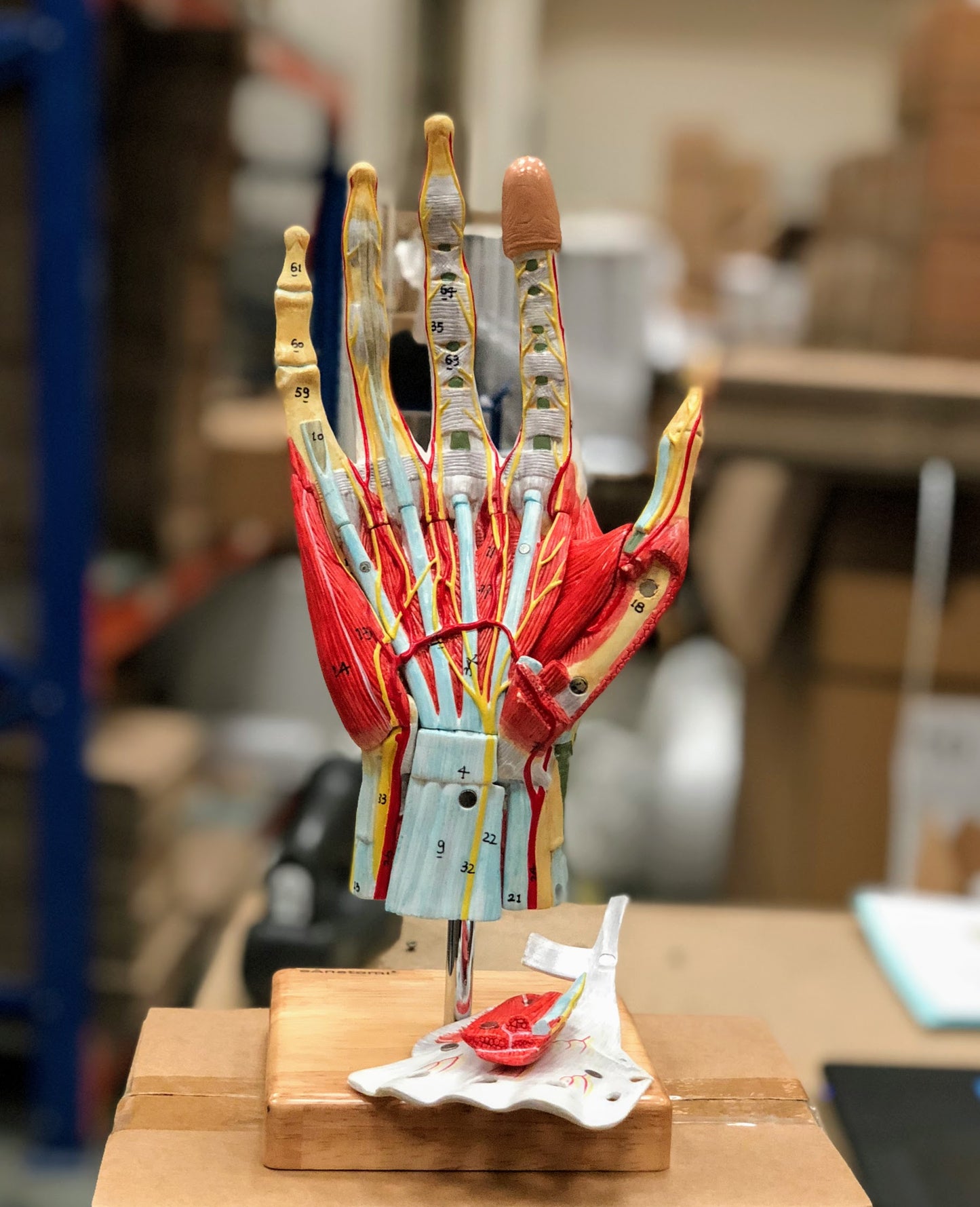 Complete hand model with muscles, tendons, vessels and nerves - can be separated into 7 parts