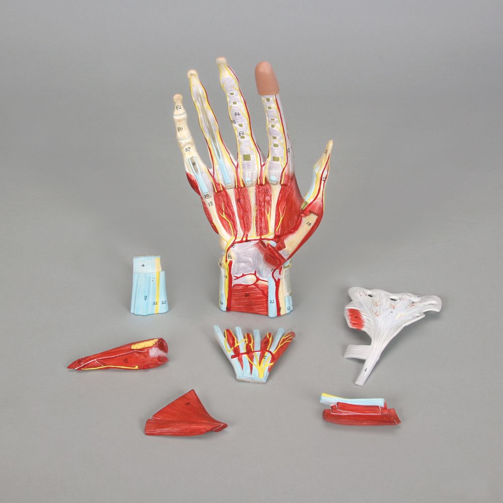 Komplet håndmodel med muskler, sener, kar og nerver - kan adskilles i 7 dele