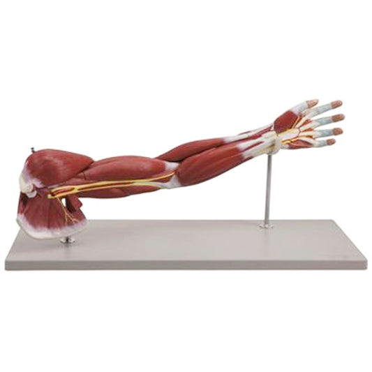 Complete model of arm with muscles in relation to larger vessels and nerves - can be separated into 7 parts