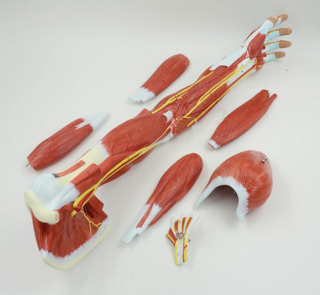 Complete model of arm with muscles in relation to larger vessels and nerves - can be separated into 7 parts