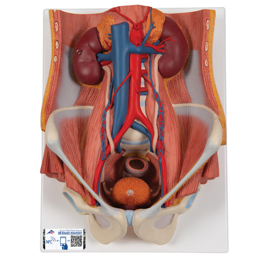 Komplett modell av njurar, urinledare och urinblåsa av båda könen