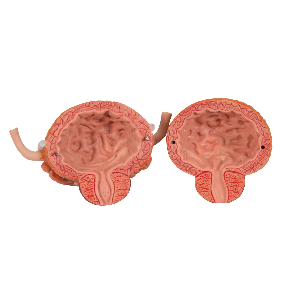Komplett modell av njurar, urinledare och urinblåsa av båda könen