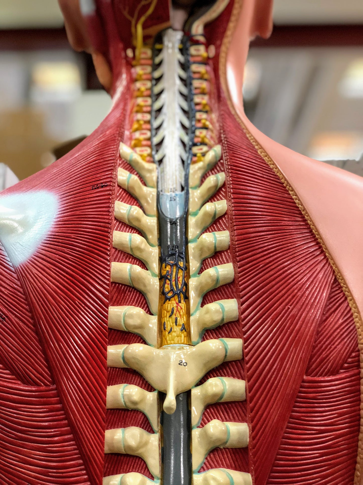 Komplett bål med 27 avtagbara delar, öppen rygg, muskler, ett foster och utbytbara könsorgan