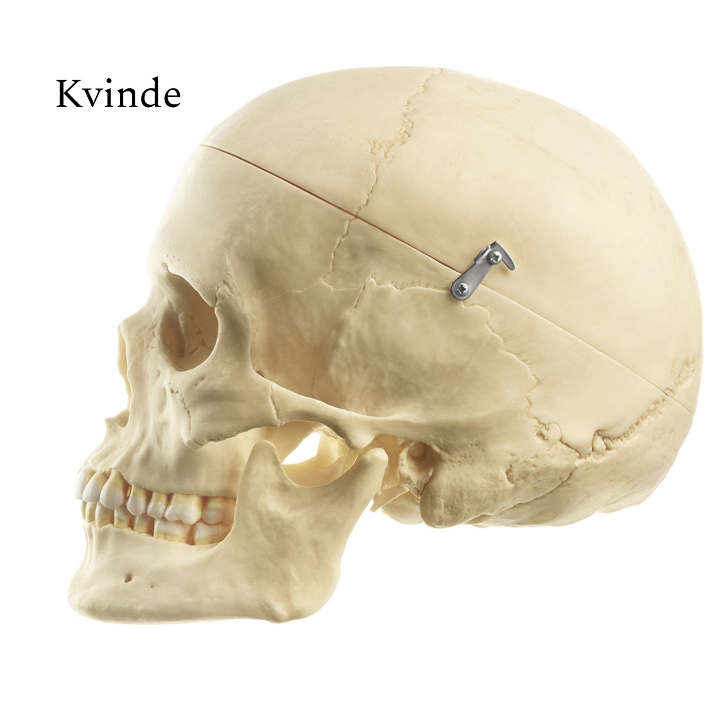 Particularly lifelike skull model in adult size. Can be separated into 3 parts