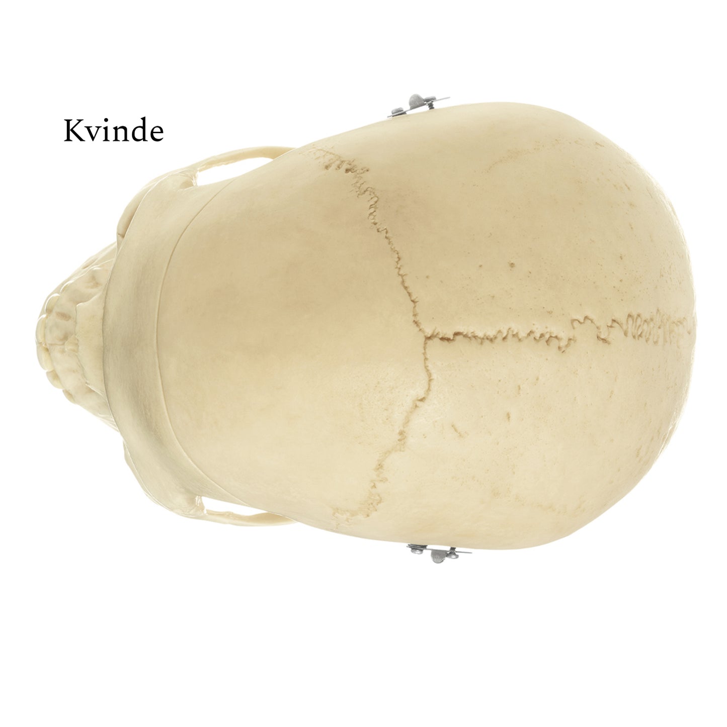 Particularly lifelike skull model in adult size. Can be separated into 3 parts