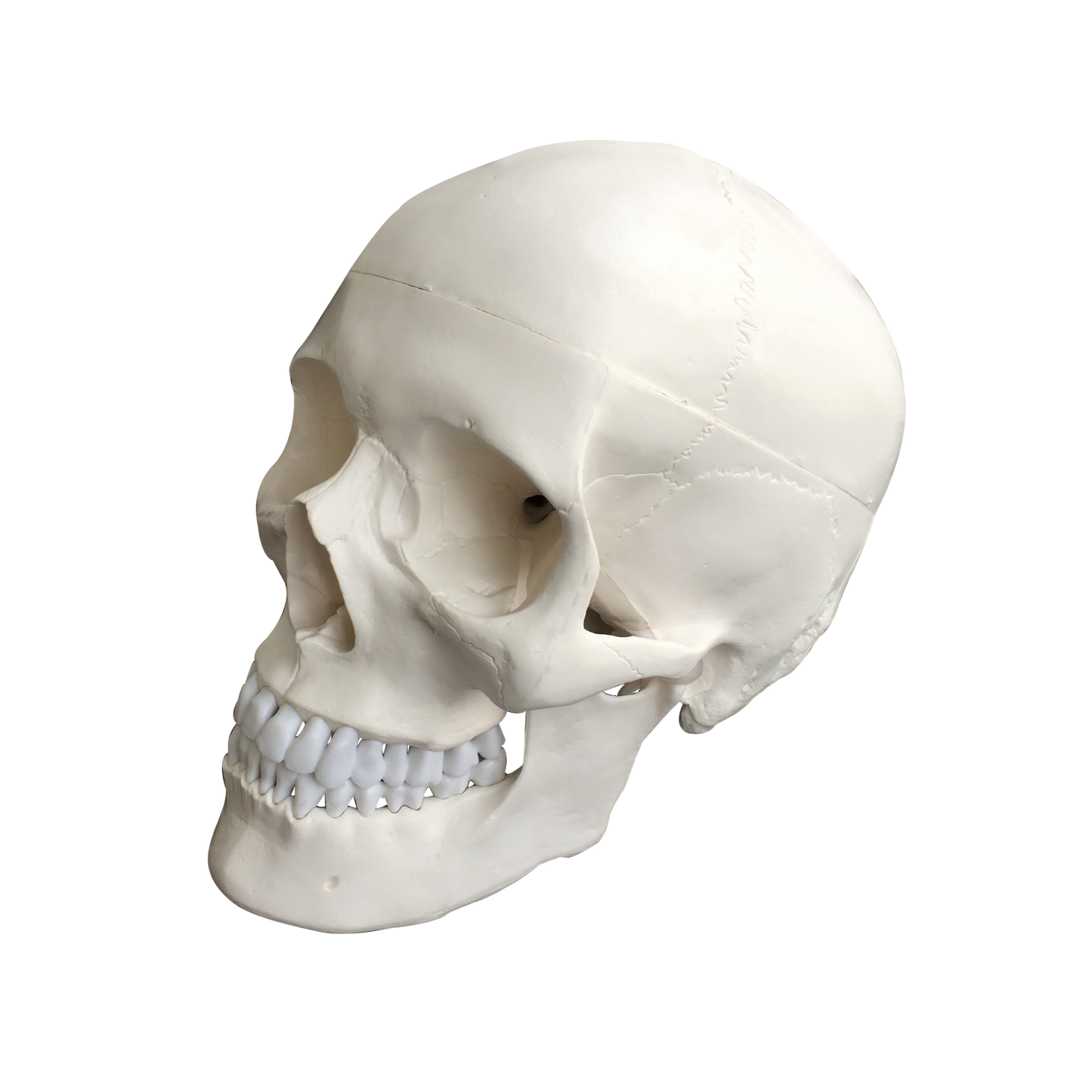 Skull model Incl. the dural septa e.g. falx cerebri from dura mater
