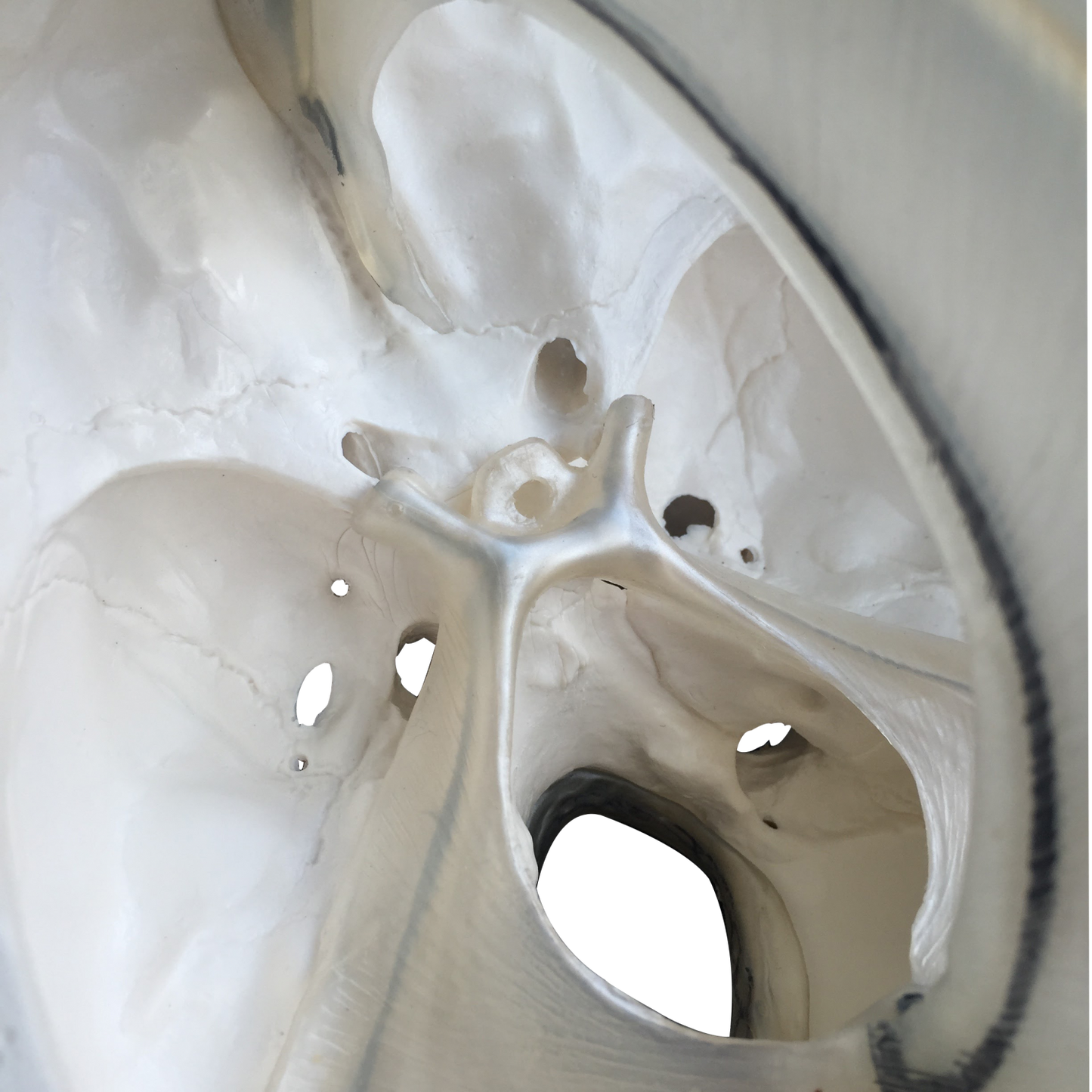 Skull model Incl. the dural septa e.g. falx cerebri from dura mater