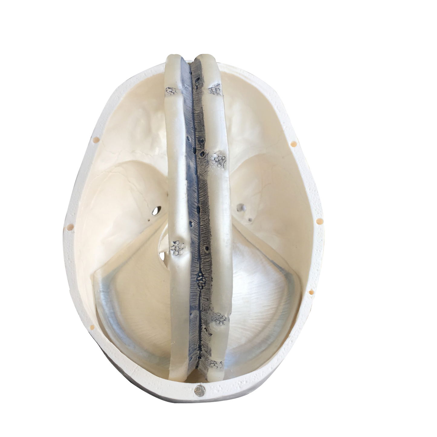 Skallemodell Inkl. dural septa t.ex. falx cerebri från dura mater