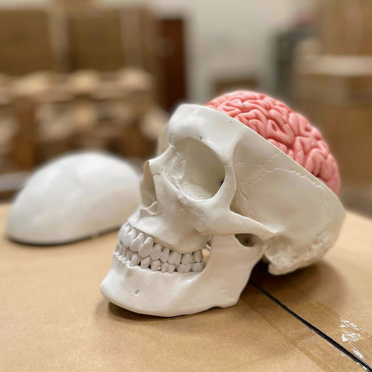 Skull with brain model in 8 parts