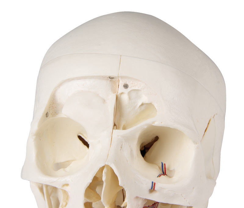 Skull model with many cuts and 13 removable parts