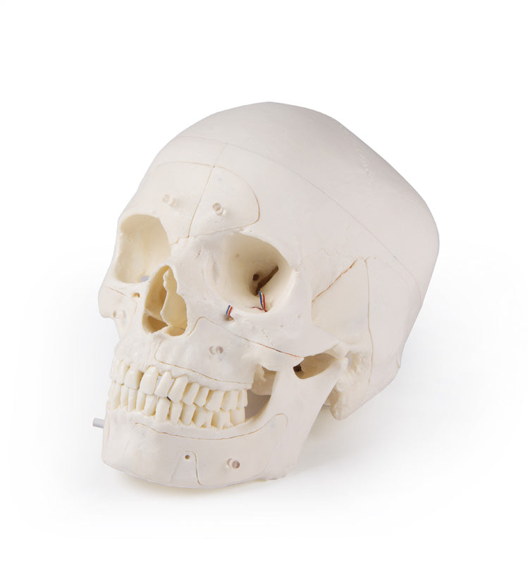 Skull model with many cuts and 13 removable parts