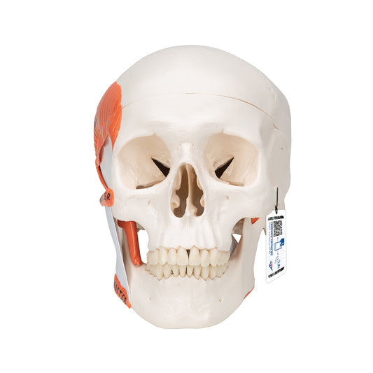 Skull model for demonstration of masticatory muscle function 